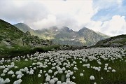 85 Laghetto fiorito di bianchi eriofori